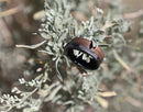 70/30 Walnut Wood Ring with Carbon Fiber Sleeve - Camo Ever After