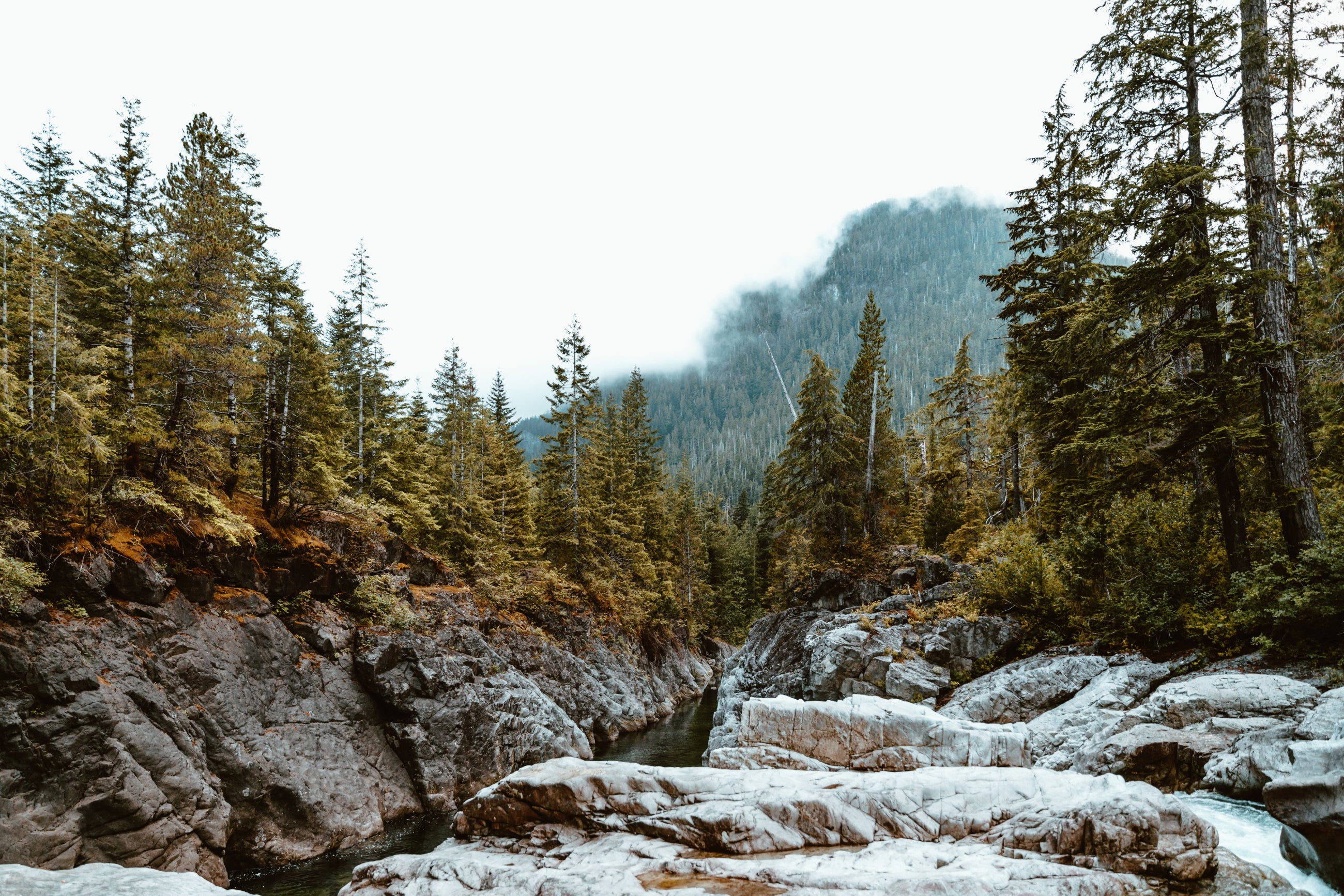 forest image