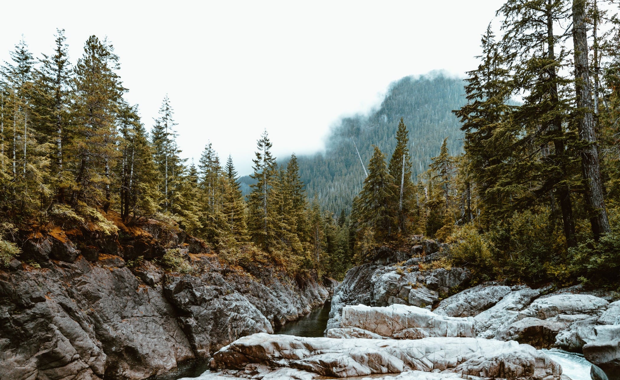 northern-forest